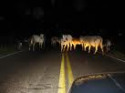 driving at night on rural roads